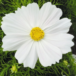 Космея Белая соната