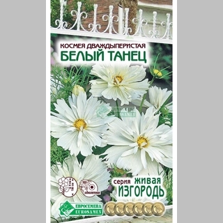 Космея Белый Танец дваждыперистая