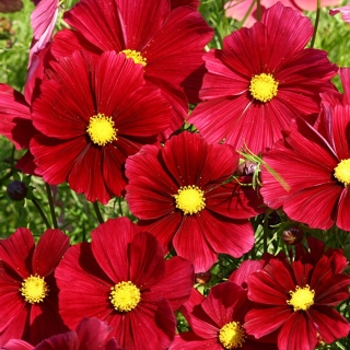 Космея Гранатовый бархат (дваждыперистая)