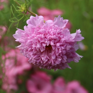 Космея Клубничный зефир