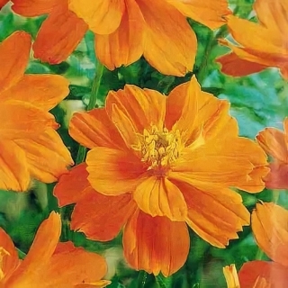 Космея Оранж