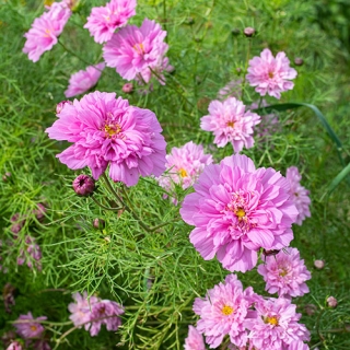 Космея Модница дваждыперистая