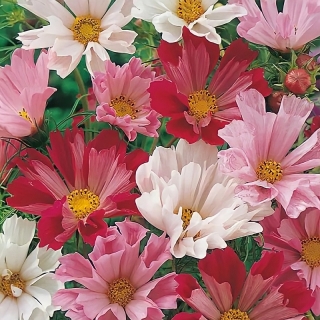 Космея Морская ракушка