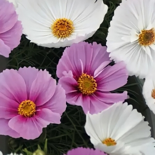 Космея Разноцветные воланы смесь