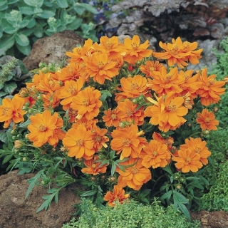 Космос Космик Оранж серножелтый