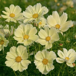 Космос Желтые Облака дваждыперистый