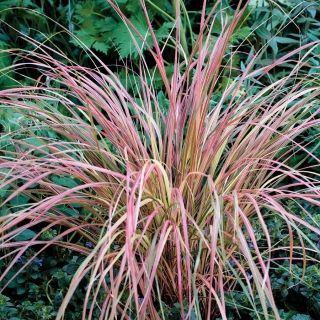 Ковыль Фейерверк