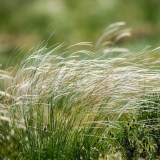 Ковыль Волосовидный (большой пакет)