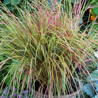 Ковыль Хвост фазана тростниковидный