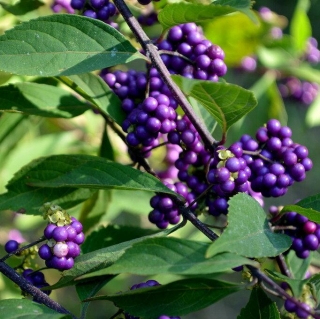 Красивоплодник Бодинье (большой пакет)