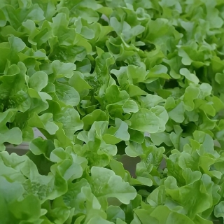 Салат Кредо