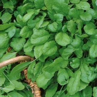 Кресс-салат Крупнолистовой