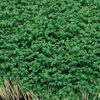 Кресс-салат Темп