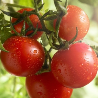 Томат Кронпринц