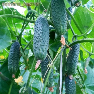 Огурец Крош F1