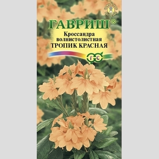 Кроссандра Тропик красная