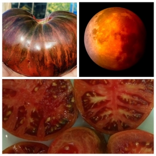 Томат Кровавая луна (Blood Moon)