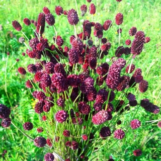 Черноголовник Резус (кровохлебка)