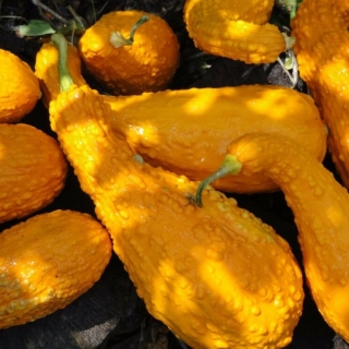 Кабачок Крукнек Скрудж