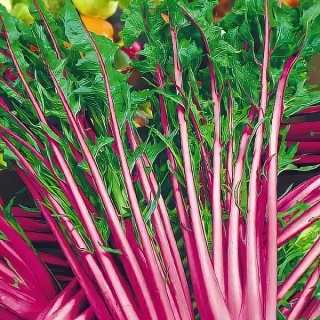 Салат Цикорий Кружевные Узоры каталонский