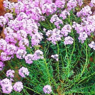 Крылотычинник крупноцветковый