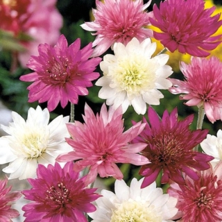 Ксерантемум Махровый смесь