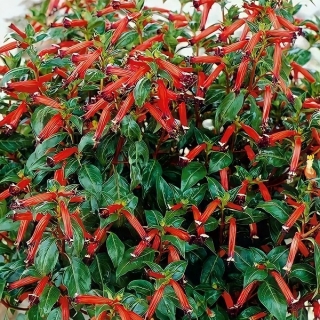 Куфея Геля огненно-красная