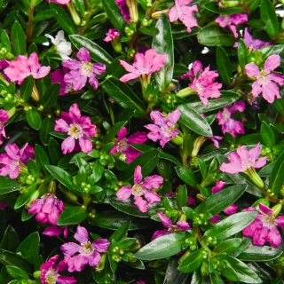 Куфея Sriracha Mix F1 (большой пакет)