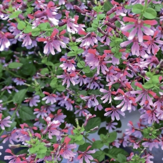 Куфея Сверкающий закат