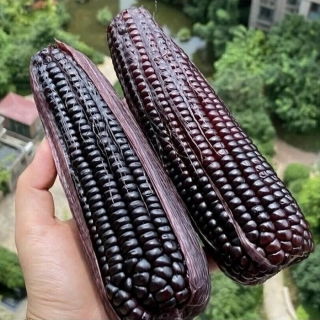 Кукуруза Черная Жемчужина F1