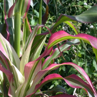 Кукуруза Фурисодэ японская декоративная