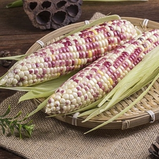 Кукуруза Граффити F1 сахарная