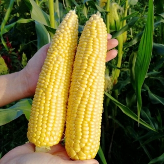 Кукуруза Хони Бэнтам F1