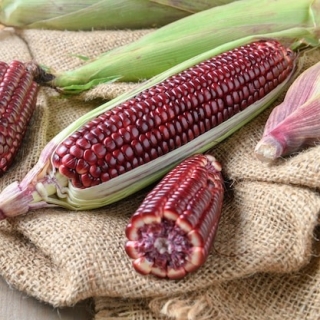 Кукуруза Красотка F1