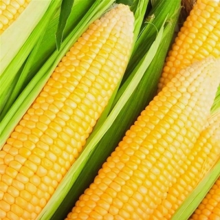Кукуруза Лакомка Белогорья