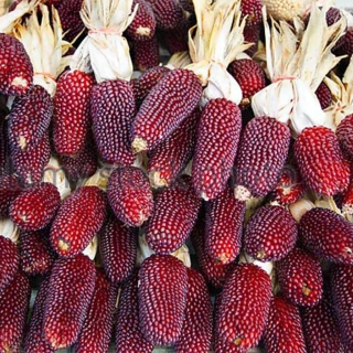 Кукуруза Розелла (декоративная)