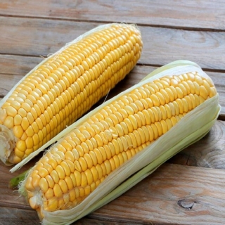 Кукуруза Сахарный Початок