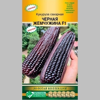 Кукуруза Черная Жемчужина F1