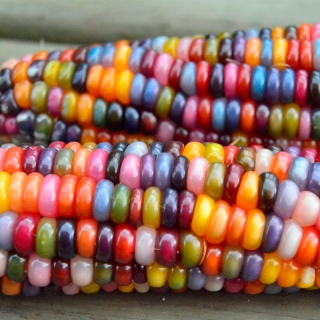 Кукуруза Сладкие леденцы декоративная