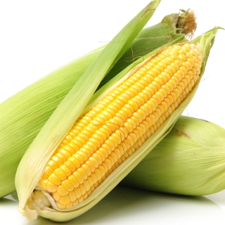 Кукуруза Сливочный нектар F1