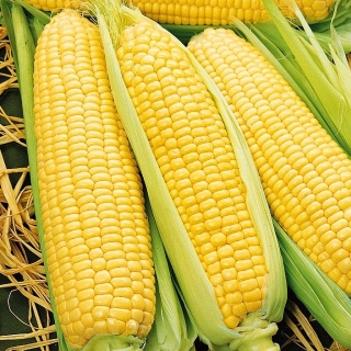 Кукуруза Челл (Челленджер) F1 суперсладкая (большой пакет)