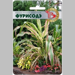 Кукуруза Фурисодэ японская декоративная