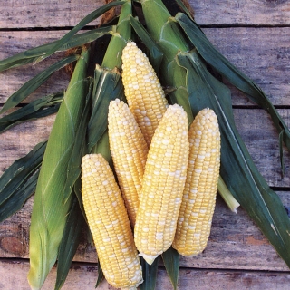 Кукуруза Шуудан F1