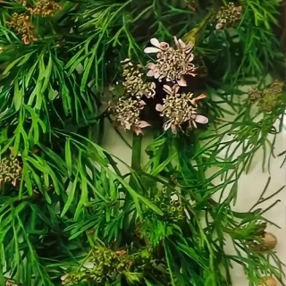 Кумин (тмин) Восточная сказка