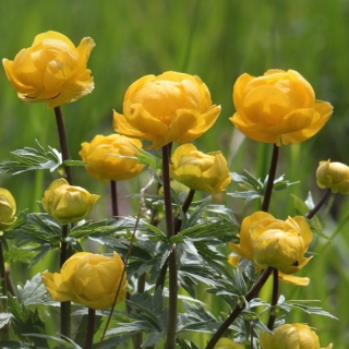 Купальница Золотая роза