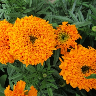Бархатцы Купид Голден Оранж