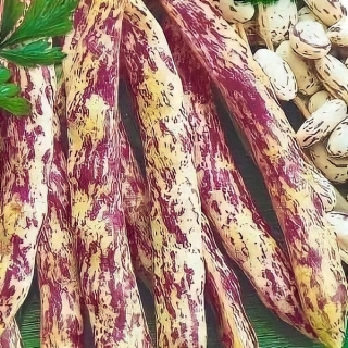 Фасоль Курочка Ряба