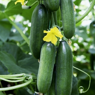 Огурец Кватрино F1 (Rijk Zwaan)