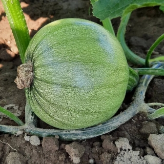 Кабачок Кью Болл F1