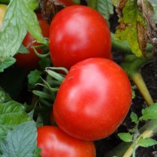 Томат Лабрадор